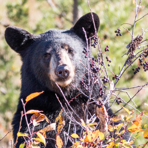Black bear eating bearries in the fall