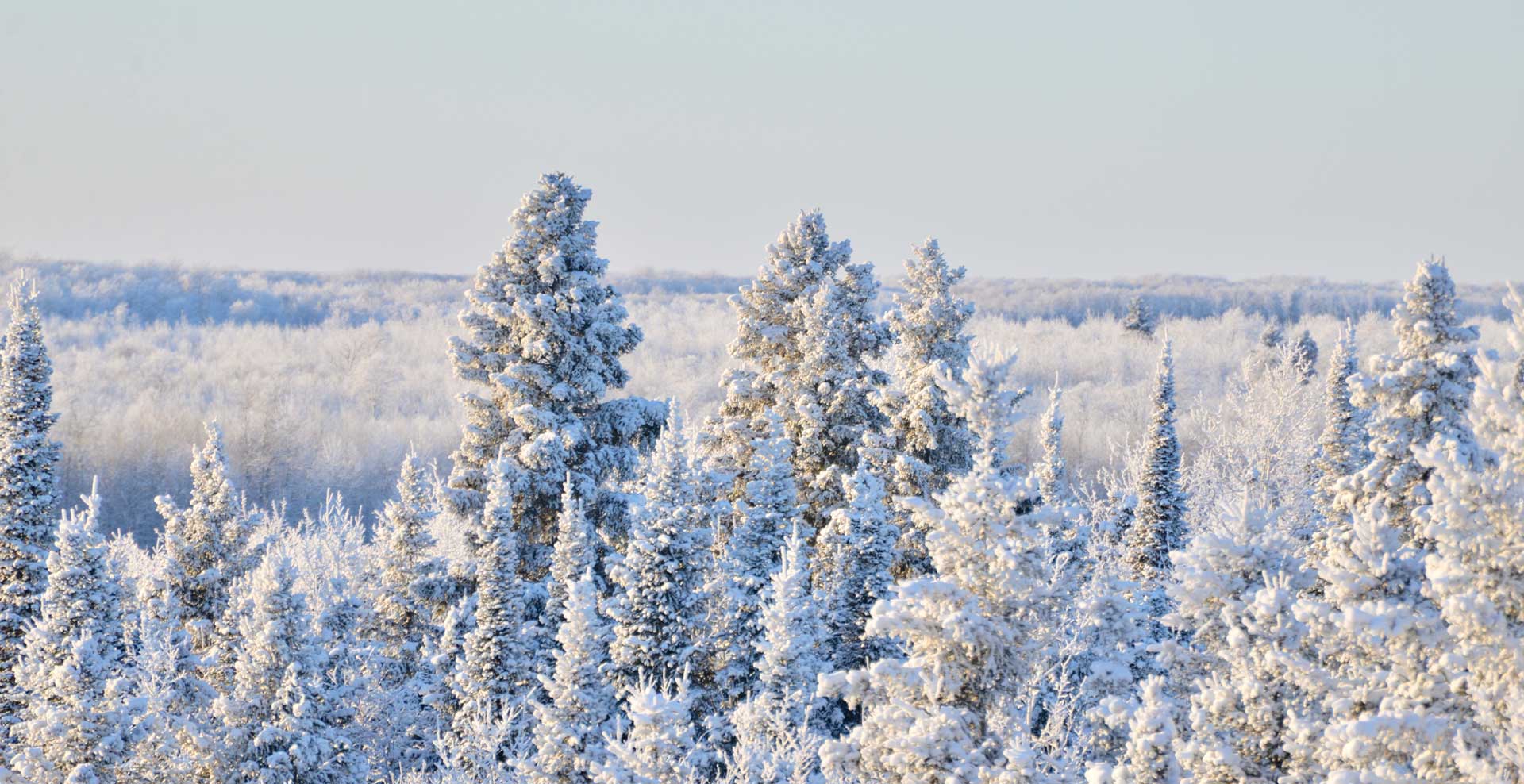 snowy treetop view from along highway 60 on the way to The Pas OCN