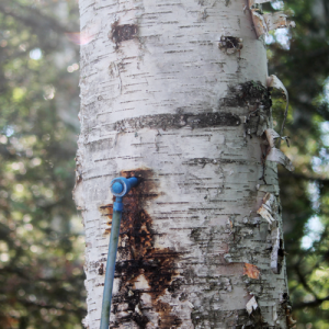 birth tree tapped in the woods