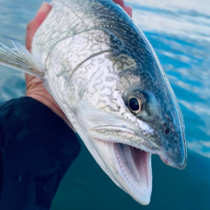 closeup of a fish with clear blue waters behind