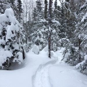 snow covered trail into the woods