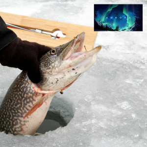 Fish caught and being pulled from the hole in the ice with Aurora logo