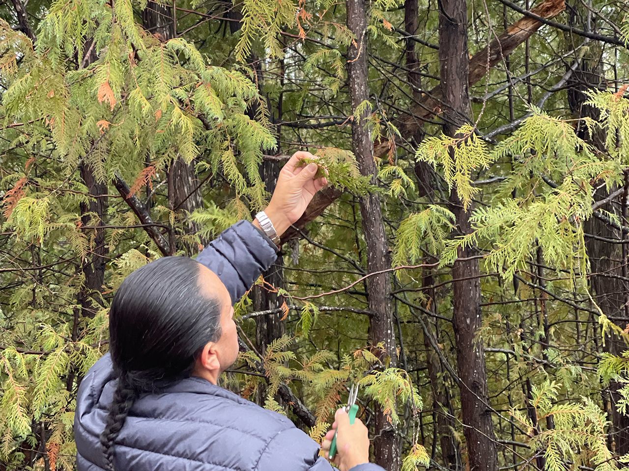Cedar picking in early fall